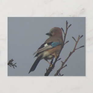 Cute Jay in Tree DIY Briefkaart