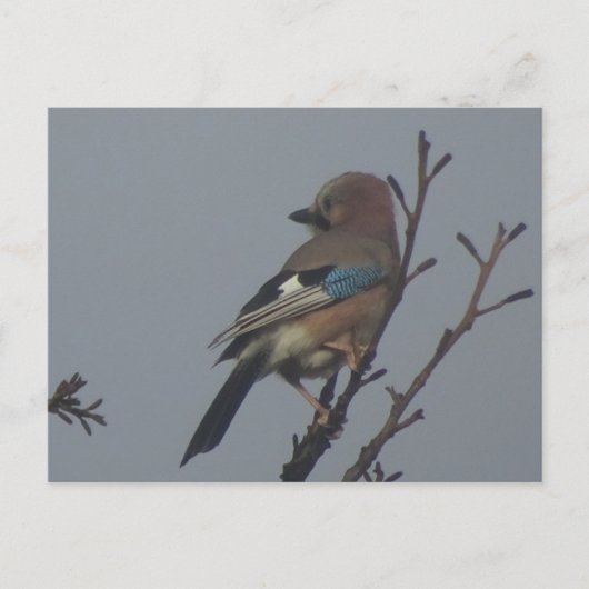 Cute Jay in Tree DIY Briefkaart (Voorkant)