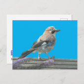 Cute Jay sluit het DIY-Briefkaart af Briefkaart (Voorkant / Achterkant)