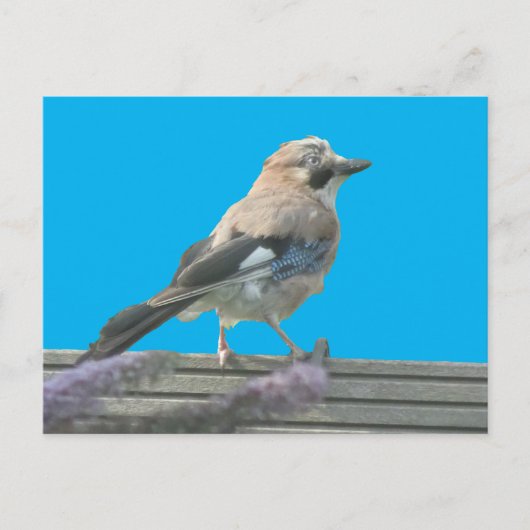 Cute Jay sluit het DIY-Briefkaart af Briefkaart (Voorkant)