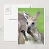 Cute joey kangaroo briefkaart (Voorkant / Achterkant)