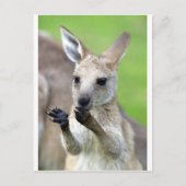 Cute joey kangaroo briefkaart (Voorkant)