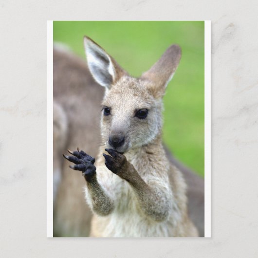 Cute joey kangaroo briefkaart (Voorkant)