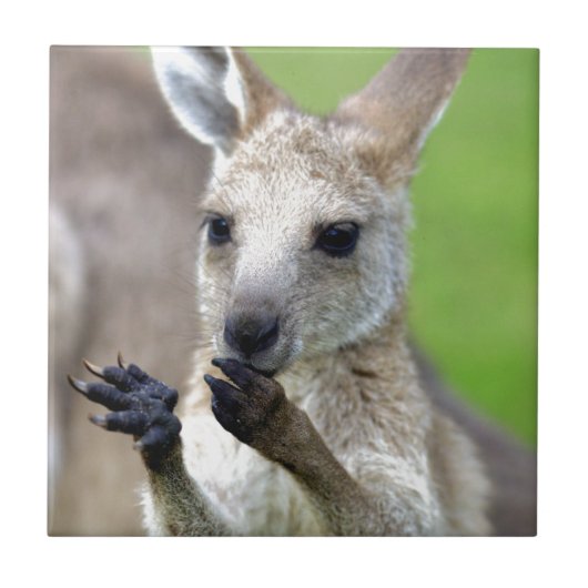 Cute joey kangaroo tegeltje (Voorkant)