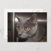 Cute Kat Briefkaart (Voorkant / Achterkant)