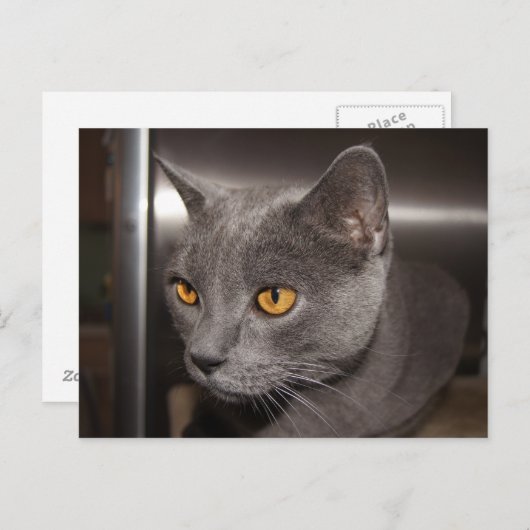 Cute Kat Briefkaart (Voorkant / Achterkant)