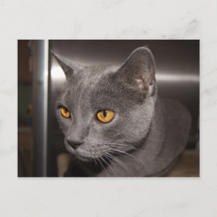 Cute Kat Briefkaart