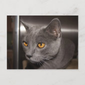 Cute Kat Briefkaart (Voorkant)