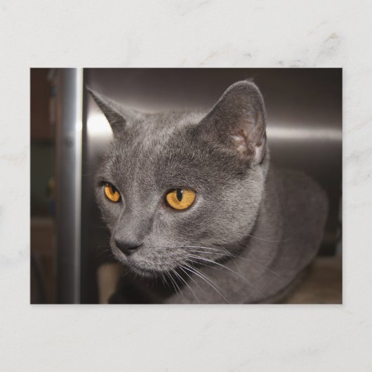 Cute Kat Briefkaart (Voorkant)