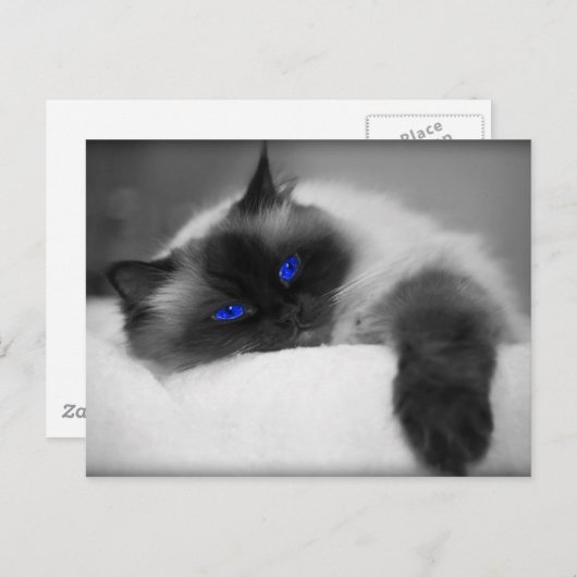 Cute Kat Briefkaart (Voorkant / Achterkant)