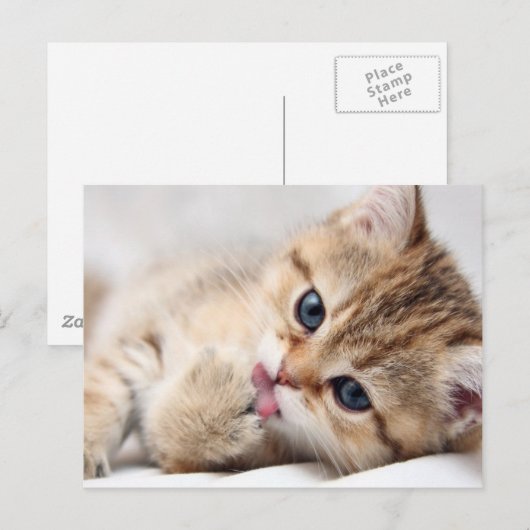 CUTE KAT BRIEFKAART (Voorkant / Achterkant)