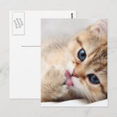 CUTE KAT BRIEFKAART (Voorkant / Achterkant)