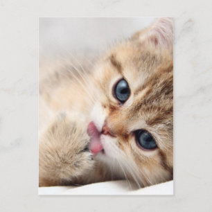 CUTE KAT BRIEFKAART