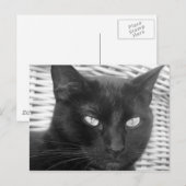 Cute Kat - briefkaart (Voorkant / Achterkant)