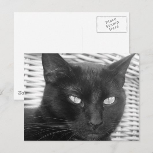 Cute Kat - briefkaart (Voorkant / Achterkant)