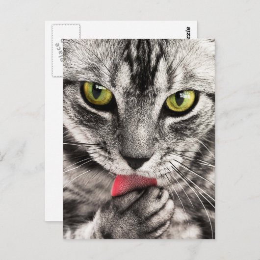 Cute Kat Briefkaart (Voorkant / Achterkant)