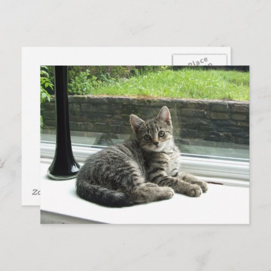 Cute Kat Briefkaart (Voorkant / Achterkant)