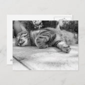 Cute Kat Briefkaart (Voorkant / Achterkant)