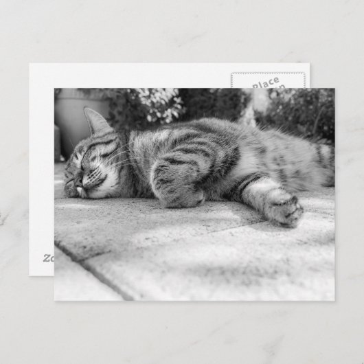 Cute Kat Briefkaart (Voorkant / Achterkant)