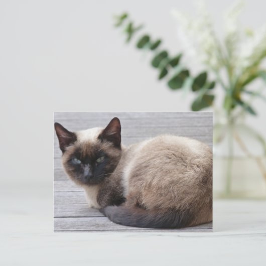 Cute Kat Briefkaart (Staand voorkant)