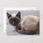 Cute Kat Briefkaart (Voorkant / Achterkant)