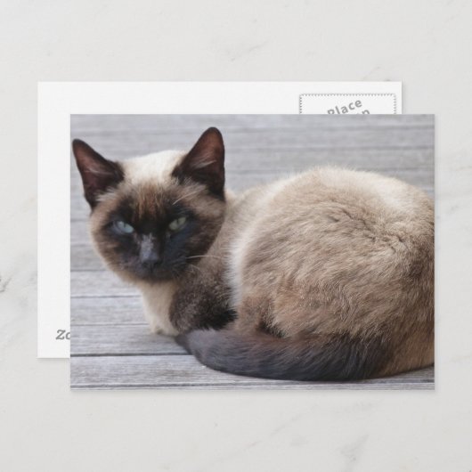 Cute Kat Briefkaart (Voorkant / Achterkant)