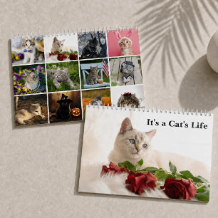 Cute Kat Foto's Het Is Een Kattenleven Kalender