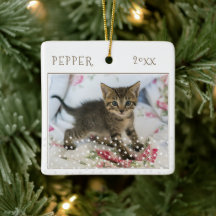 Cute Kat Huisdier 2 Foto's Ster Patroon Kerstmis