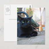 Cute Kat Laying - briefkaart (Voorkant / Achterkant)