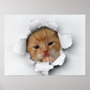 Cute kat poster