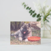 Cute Keesstrand Puppy Briefkaart (Staand voorkant)