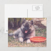 Cute Keesstrand Puppy Briefkaart (Voorkant / Achterkant)