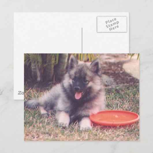 Cute Keesstrand Puppy Briefkaart (Voorkant / Achterkant)