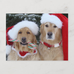 Cute Kerstmis Golden Retrievers briefkaart