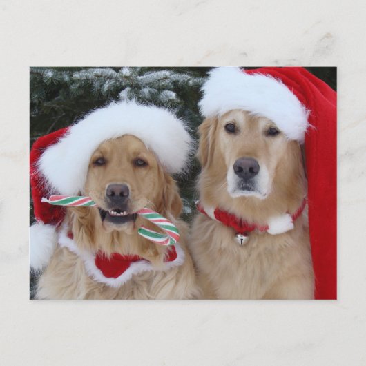 Cute Kerstmis Golden Retrievers briefkaart (Voorkant)
