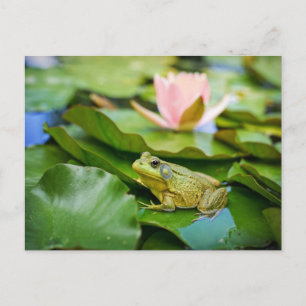 Cute Kikker op Waterlelie Foto Briefkaart