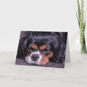Cute King Charles Cavalier Dog Birthday Card Kaart