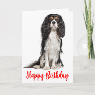 Cute King Charles Cavalier Dog Birthday Kaart