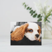 Cute King Charles Spaniel Briefkaart (Staand voorkant)