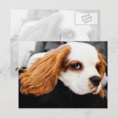 Cute King Charles Spaniel Briefkaart (Voorkant / Achterkant)