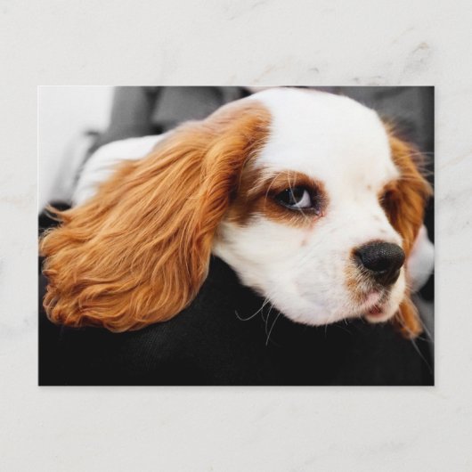 Cute King Charles Spaniel Briefkaart (Voorkant)