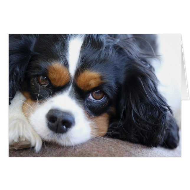 Cute King Charles Spaniel Dog (Voorkant Horizontaal)