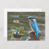 Cute Kingfishers Klant. Bedankt Ansichtkaart Briefkaart (Voorkant / Achterkant)