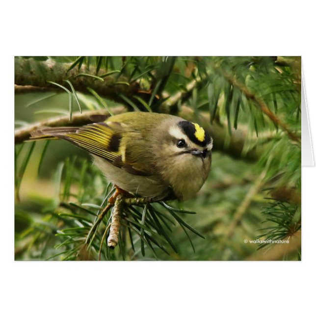 Cute Kinglet Songbird Causes Stir in de Fir (Voorkant Horizontaal)