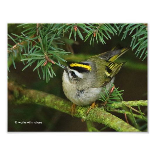 Cute Kinglet Songbird Causes Stir in de Fir Foto Afdruk (Voorkant)