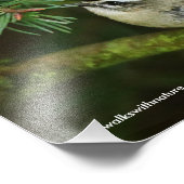 Cute Kinglet Songbird Causes Stir in de Fir Foto Afdruk (Hoek)