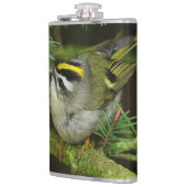 Cute Kinglet Songbird Causes Stir in de Fir Heupfles (Links)