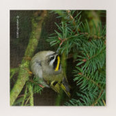 Cute Kinglet Songbird Causes Stir in de Fir Legpuzzel (Horizontaal)