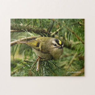 Cute Kinglet Songbird Causes Stir in de Fir Legpuzzel