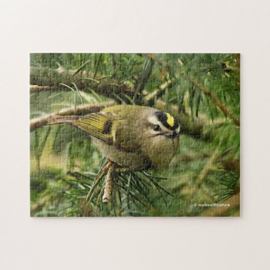 Cute Kinglet Songbird Causes Stir in de Fir Legpuzzel (Horizontaal)